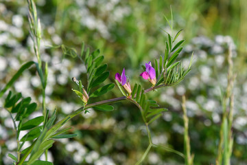 Close up of two small delicate pink blue flowers of black sown black peas Vicia sativa plant, commonly known as garden vetch or tare, in a sunny spring garden, beautiful outdoor floral background