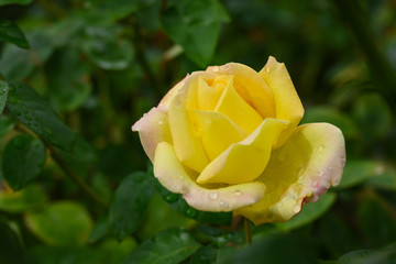 雨の日に咲く薔薇