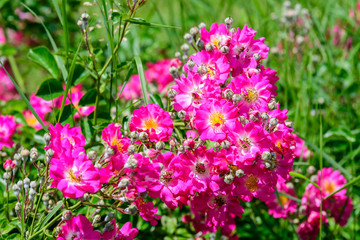 Obraz premium Large green bush with fresh vivid pink roses and green leaves in a garden in a sunny summer day, beautiful outdoor floral background photographed with soft focus