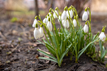 Snowdrop or common snowdrop (Galanthus nivalis) flowers during sunny springtime day.