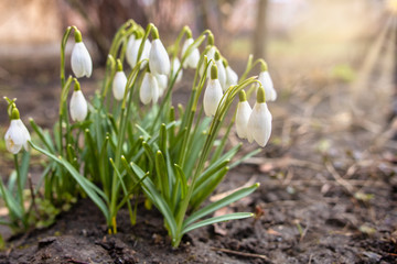 Snowdrop or common snowdrop Galanthus nivalis flowers during sunny springtime day.