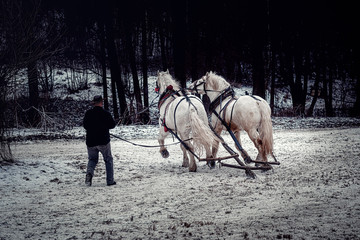 horse trener in winter landscape. - obrazy, fototapety, plakaty