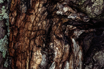 old tree bark, beech trunk.