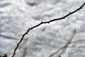 Thorns of a garden rose on a snowy background.
