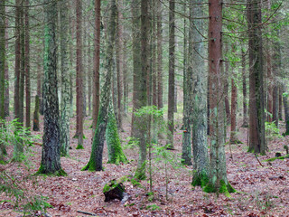 panorama of an old spruce forest with moss on the ground