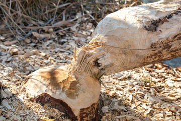 forest damage caused by wild beaver