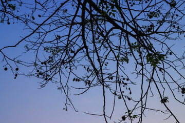 Beautiful silhouette tree branch on sky sunset background.