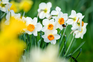 Jonquilles et bourdon