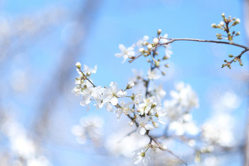 white flowers in spring spring, tree, blossom, cherry, flower, nature, white, branch, sky, bloom, flowers, blue, blooming, beauty, plant, garden, beautiful, season, blossoms, floral, green, flora, apr