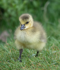 young gosling in spring time