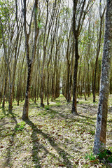 Fototapeta premium Gummiplantage