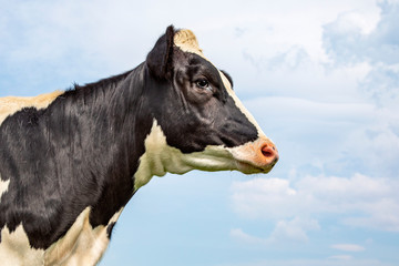 Portrait profil of a calm mature cow head and a blue sky background. © Clara