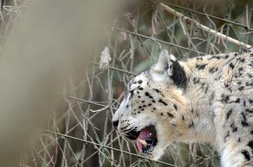 ユキヒョウ