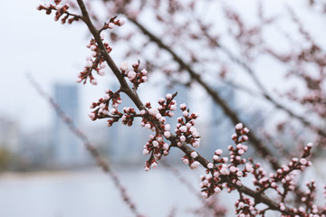 Flowering Cherry Trees in April