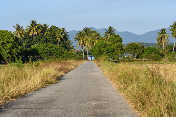 Fototapeta na wymiar Langkawi Island countryside landscapes. Rural houses on Paddy rice Field. Andaman Sea, Malaysia