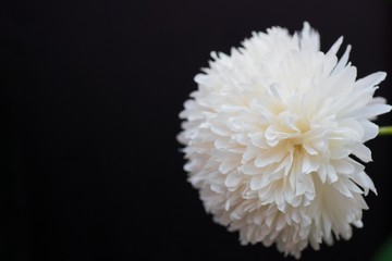 Close up of decoration artificial flower on black background