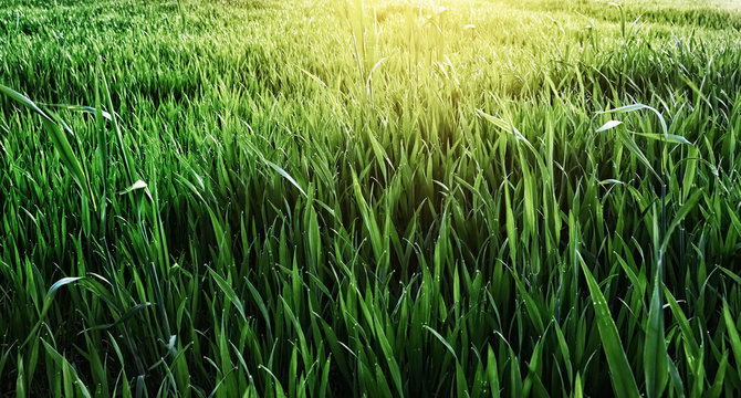 Field with green grass in the dew and the sun at sunset on the horizon. Winter wheat crops in the dew at sunset. screen saver. Natural natural green herbal background.