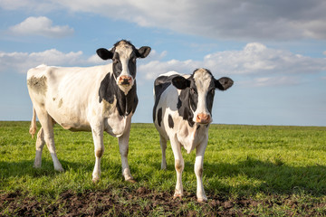 Two black and white cows in a pasture under a blue sky and a straight horizon.