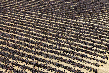 raw coffee beans drying