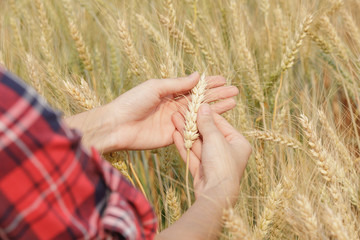 Fototapeta na wymiar barley on hand farmers