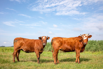 Curious cheeky brown red cows with horns in a field under a blue sky and a distant horizon.