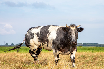 Muscular Belgian blue beef cow, black white and horns, oncoming walking in a meadow looking
