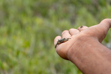 Little Crab