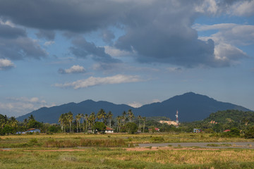 Langkawi Island countryside landscapes. Rural houses on Paddy rice Field. Andaman Sea, Malaysia