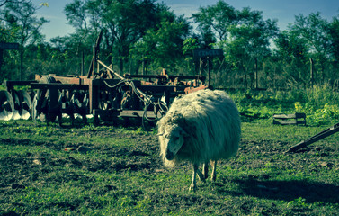 goat at the farm 2