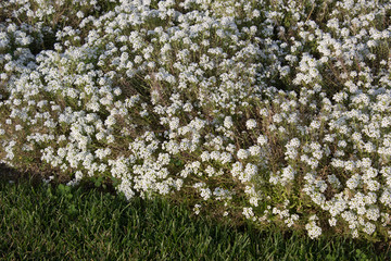 Border of flowers Alyssum Lobularia maritima