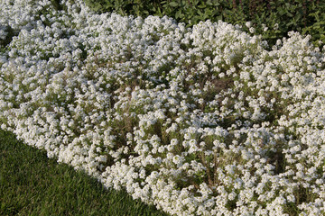 Obraz premium Border of flowers Alyssum Lobularia maritima