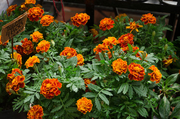 Orange marigold flowers