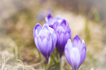 Crocus flowers blooming on the slopes of the mountain in spring