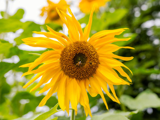 Fototapeta premium Ripe sunflower with bees collecting pollen