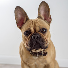 portrait of french bulldog puppy