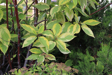 Branch of an ornamental shrub Cornus alba 