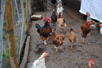 gallinas © DannyArellanoM