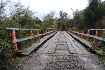 Fototapeta premium Campo y bosque