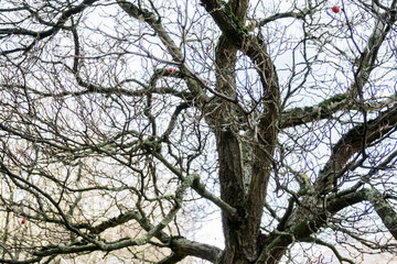 Natur#Baum