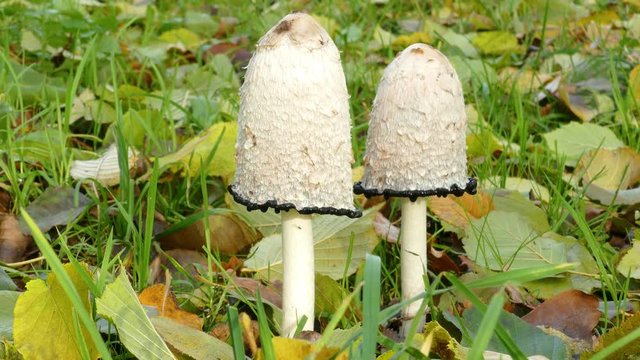 shaggy ink cap (Coprinus comatus) closeup 4k