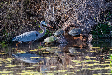 Great Blue Heron and turtles