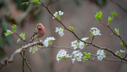 house finch on branch with white flowers