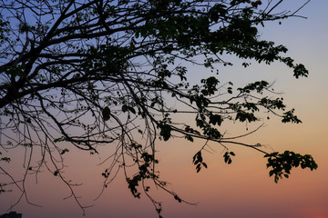 Beautiful silhouette tree branch on sky sunset background.