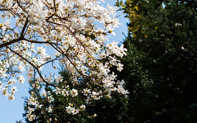 White Magnolia spring flowers. a beautiful white magnolia flower with fresh odor