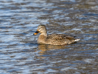 Female Mallard Swimming in River in Winter