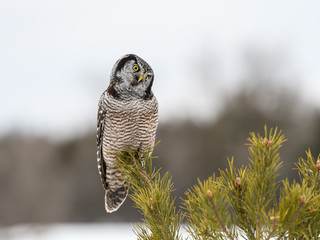 Northern Hawk Owl Perched on Top of Pine Tree in Winter