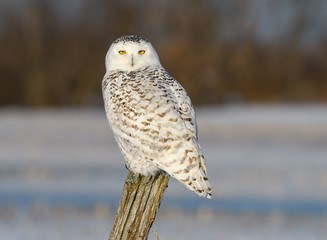 Female Snowy Owl Sitting on Fence Post, Closeup Portrait in Winter
