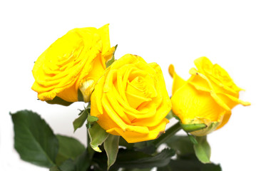 Yellow rose on a white background. A photo.