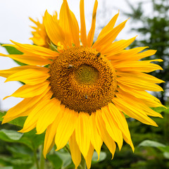 Fototapeta premium Ripe sunflower with bees collecting pollen