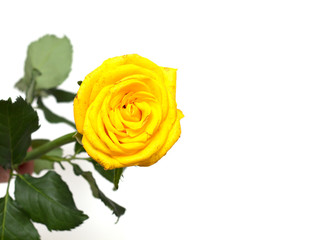 Yellow rose on a white background. A photo.
